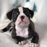 Hollsa-female-American-Bully-puppy-for-sale-1