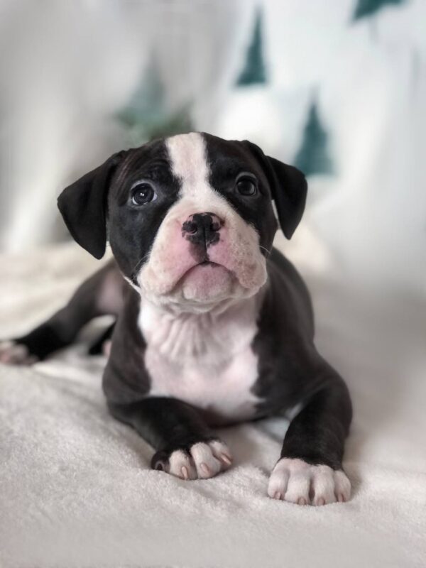 Hollsa American Bully Hollsa American Bully