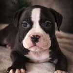 Hollsa-female-American-Bully-puppy-for-sale-2