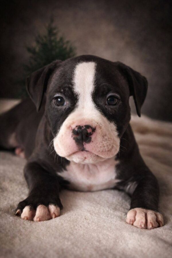 Hollsa American Bully Hollsa American Bully