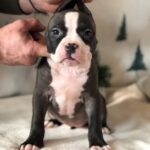 Hollsa-female-American-Bully-puppy-for-sale-3