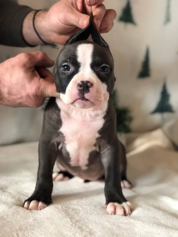 Hollsa American Bully Hollsa American Bully