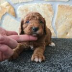 Honda-male-cavapoo-puppy-for-sale-1 (1)