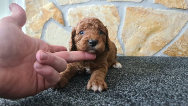 Honda Cavapoo Honda Cavapoo