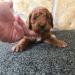 Honda-male-cavapoo-puppy-for-sale-1 (2)