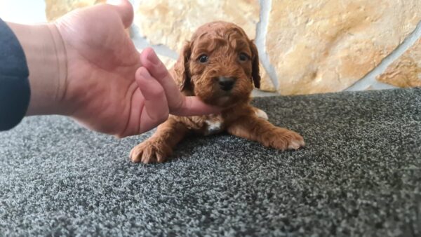 Honda Cavapoo Honda Cavapoo