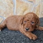 Honda-male-cavapoo-puppy-for-sale-1 (3)