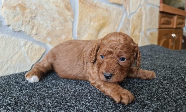 Honda Cavapoo Honda Cavapoo