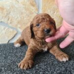 Honda-male-cavapoo-puppy-for-sale-1 (4)