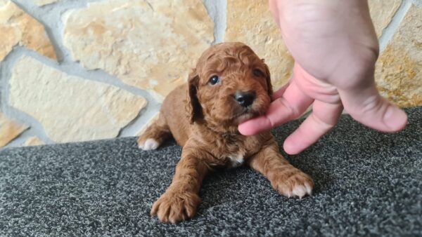 Honda Cavapoo Honda Cavapoo