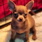 Honka-female-Chihuahua-puppy-for sale-1