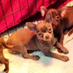 Honka-female-Chihuahua-puppy-for sale-2