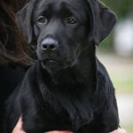 Idyllia-female-Labrador-Retriever-puppy-for-sale-1