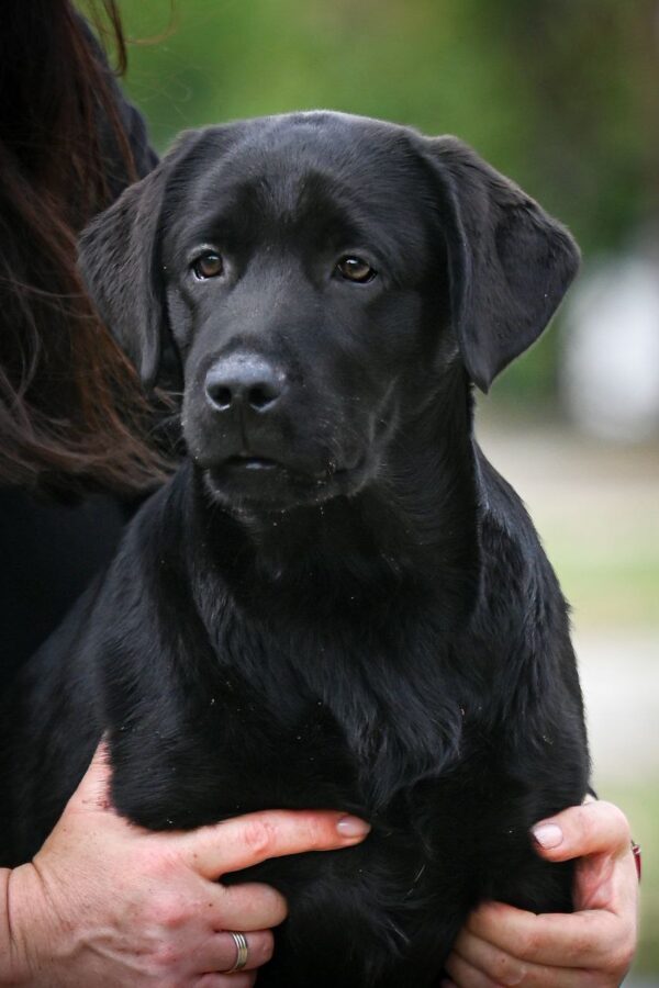 Idyllia Labrador Retriever Idyllia Labrador Retriever