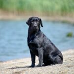 Idyllia-female-Labrador-Retriever-puppy-for-sale-2