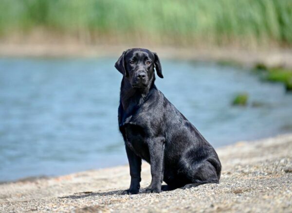 Idyllia Labrador Retriever Idyllia Labrador Retriever
