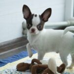 Illius-male-Chihuahua-puppy-for-sale-1 (2)