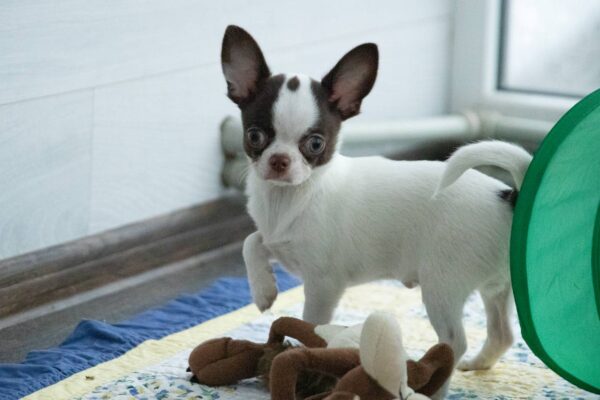 Illius Chihuahua Illius Chihuahua