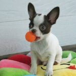 Illius-male-Chihuahua-puppy-for-sale-1 (3)