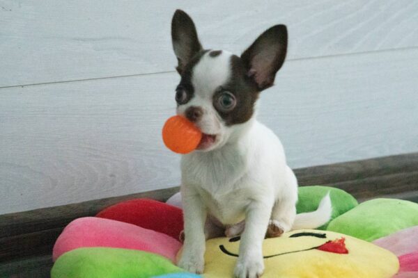 Illius Chihuahua Illius Chihuahua