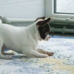 Illius-male-Chihuahua-puppy-for-sale-1 (4)