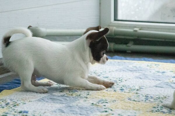 Illius Chihuahua Illius Chihuahua