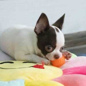 Illius Chihuahua Illius Chihuahua