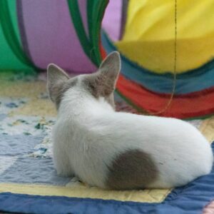 Inessa Chihuahua Inessa Chihuahua