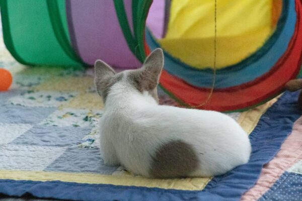 Inessa Chihuahua Inessa Chihuahua