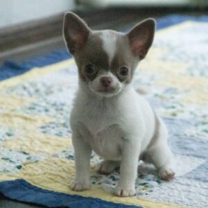 Inessa Chihuahua Inessa Chihuahua