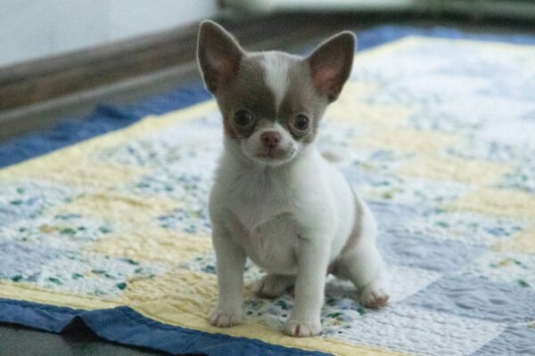 Inessa Chihuahua Inessa Chihuahua