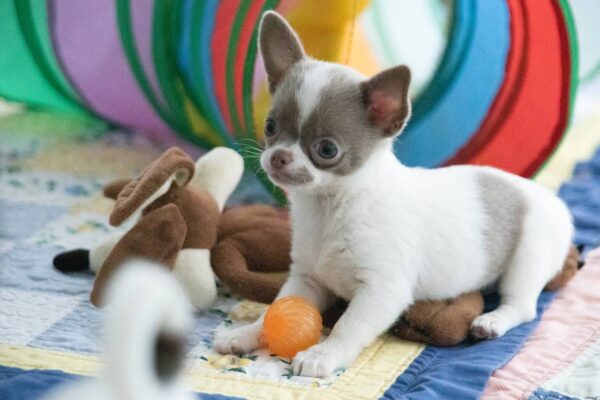 Inessa Chihuahua Inessa Chihuahua