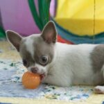 Inessa-female-Chihuahua-puppy-for-sale-1 (4)