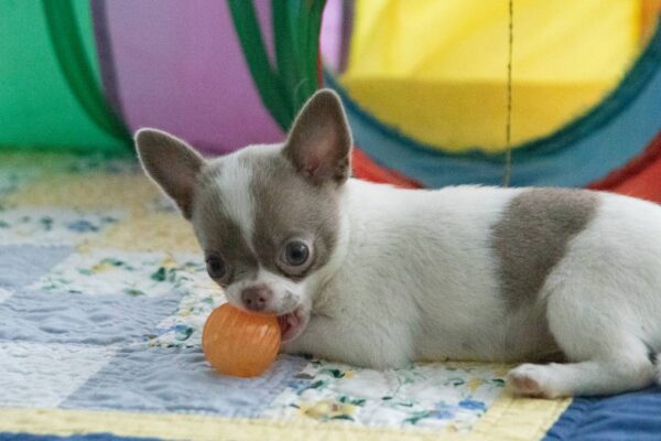 Inessa Chihuahua Inessa Chihuahua