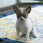 Inessa-female-Chihuahua-puppy-for-sale-1 (5)