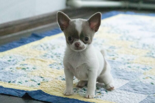 Inessa Chihuahua Inessa Chihuahua