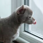Isaura-female-Chihuahua-puppy-for-sale-1 (1)