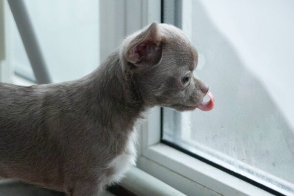 Isaura Chihuahua Isaura Chihuahua