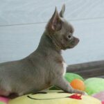Isaura-female-Chihuahua-puppy-for-sale-1 (2)