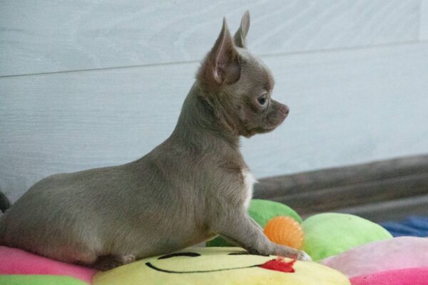 Isaura Chihuahua Isaura Chihuahua