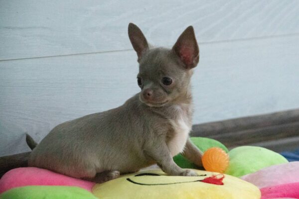Isaura Chihuahua Isaura Chihuahua