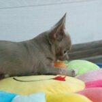 Isaura-female-Chihuahua-puppy-for-sale-1 (4)