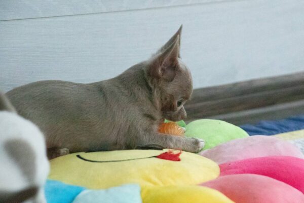 Isaura Chihuahua Isaura Chihuahua