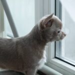 Isaura-female-Chihuahua-puppy-for-sale-1 (5)