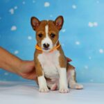 Iskra-female-Basenji-puppy-for-sale-1