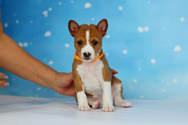 Iskra Basenji Iskra Basenji