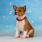 Isla-female-Basenji-puppy-for-sale-1