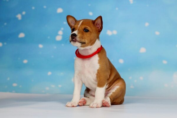 Isla Basenji Isla Basenji