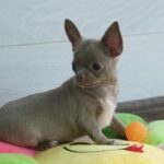 Ivaneus-male-Chihuahua-puppy-for-sale-1 (1)