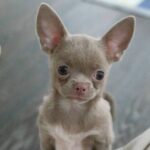 Ivaneus-male-Chihuahua-puppy-for-sale-1 (2)